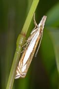 Crambus pascuella